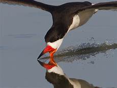 Skimmers