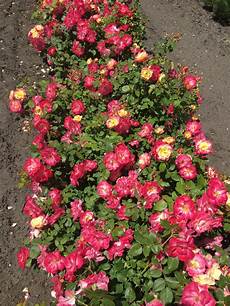 Soil And Fertilizer