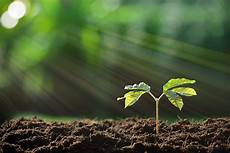 Soil Chemicals