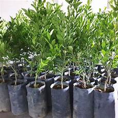 Soil Conditioner