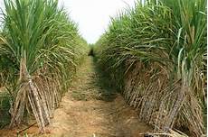 Soil Cultivation
