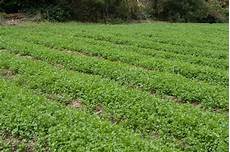 Soil Cultivation