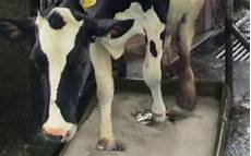 Soil Disinfection Products