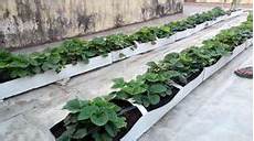 Soilless Growing Equipments