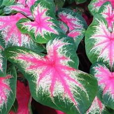 Special Fertilizers