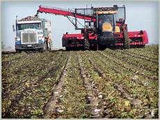 Sugar Beet Harvester Machine