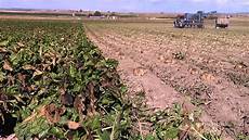 Sugar Beet Harvesting Machineries