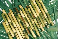 Sugar Cane Hasvesting Trays