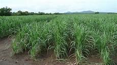 Sugar Cane Hasvesting Trays
