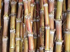Sugar Cane Hasvesting Trays