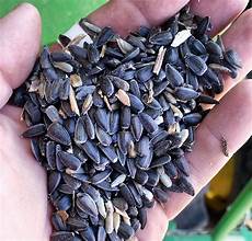 Sunflower Seed Harvester