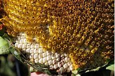 Sunflower Seed Harvester