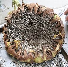 Sunflower Seed Harvester
