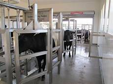 Tandem Milking Parlor