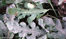 Vegetable Fertilizers