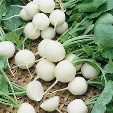 Vegetable Seed Drills