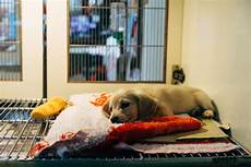 Veterinary Medicine