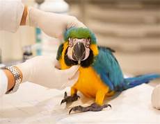 Veterinary Medicine