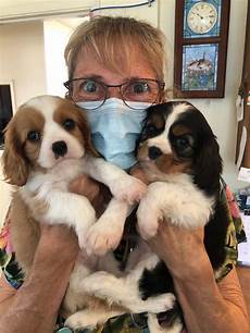 Veterinary Vaccinations