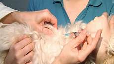 Veterinary Vaccine