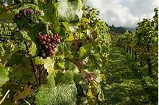 Vineyard Ploughes