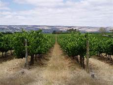 Vineyard Ploughes