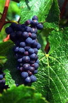 Way System Vineyard Plough