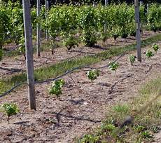 Weed Cutter For The Plants Of Vineyard