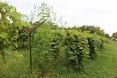 Weed Cutter For The Plants Of Vineyard
