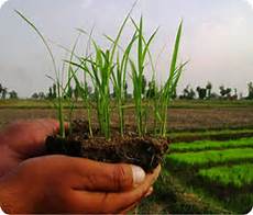 Weeder